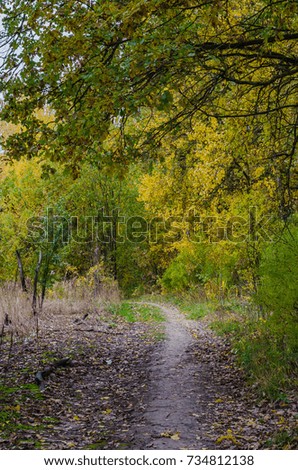 autumn forest landscape with golden leaves and beautiful nature, a beautiful picture outdoor