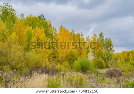 autumn forest landscape with golden leaves and beautiful nature, a beautiful picture outdoor