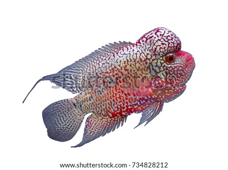 Flowerhorn cichlid fish isolated in a white background