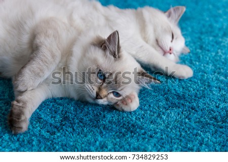  Rag doll kittens with blue eyes