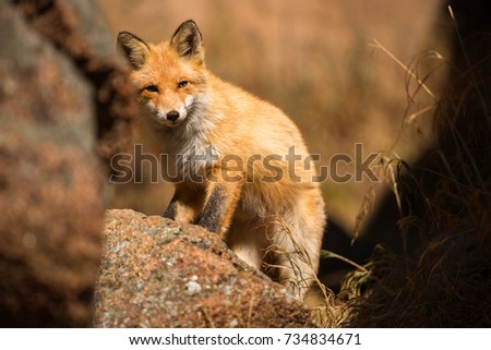 young red Fox in the wild