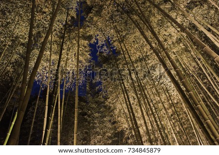 Bamboom forest in arashiyama,kyoto,japan