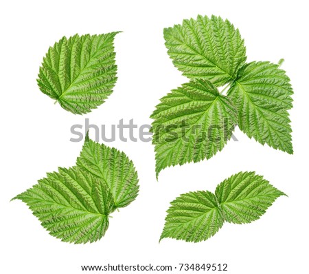 Raspberry leaves isolated on white background Royalty-Free Stock Photo #734849512