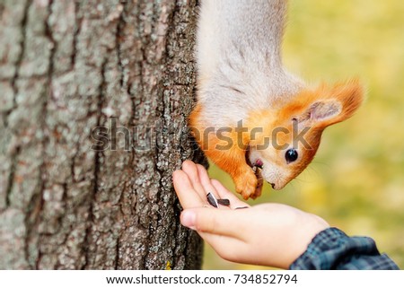 person feeds the squirrel. a funny squirrel eats from the palm of your hand. Feeding animals in the forest