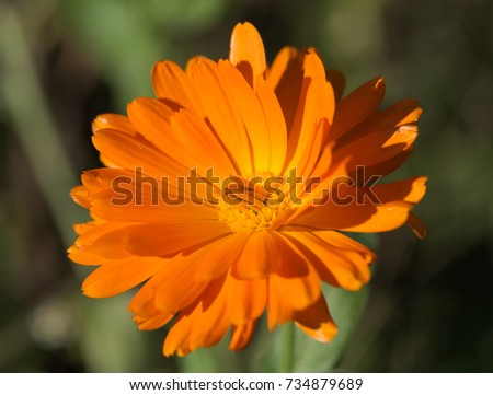 beautiful marigold