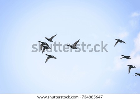 birds flying on the blue sky in beautiful formation. autumn - vintage film look