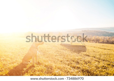 tent on the nature. bright sunny day. people on vacation, outdoor activities.
the dog is sitting. walking with a dog