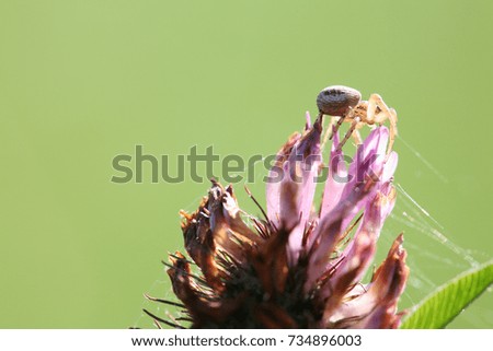 small spider on clover flower