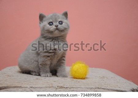British shorthair kitten with orange background, adorable and cute baby kitten.
