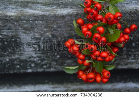 bright autumn ashberry on a wooden background
