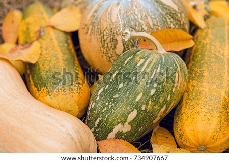 pumpkin crop, autumn leaves, harvest, golden autumn