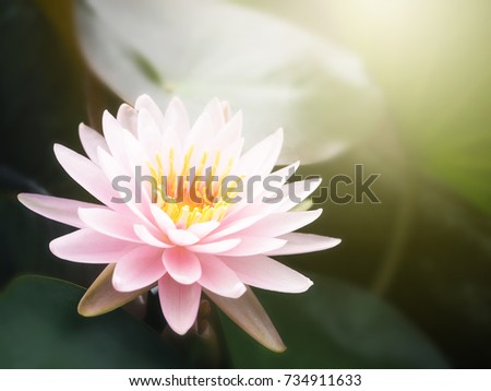 Beautiful lotus flower, lily water 