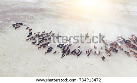 Top view aerial photo from drone of a plain with beautiful horses in sunny summer day in Turkey. Herd of thoroughbred horses. Horse herd run fast in desert dust against dramatic sunset sky. Royalty-Free Stock Photo #734913472
