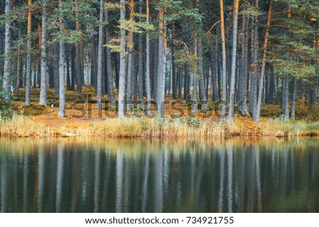Autumn forest lake and pines reflection in water