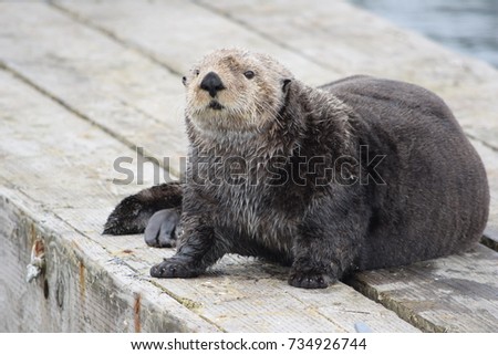 Curious sea otter sitting on a pier in Seldovia, Alaska