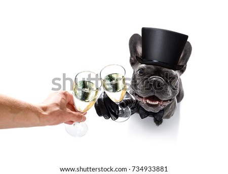 french bulldog dog celebrating new years eve with owner and champagne  glass isolated on white background , wide angle view