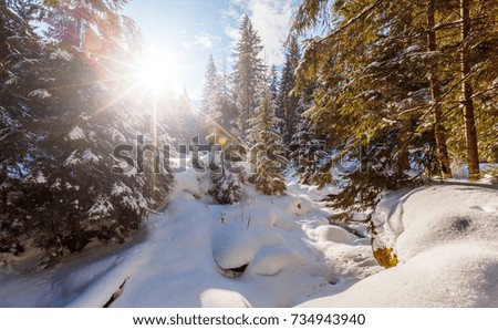 Wonderful wintry landscape. Winter mountain forest. frosty trees under warm sunlight. picturesque nature scenery. creative artistic image. Nature background.