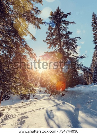 Majestic winter landscape. frosty pine tree under sunlight at sunset. christmas holiday concept, unusual wonderful landscape. fantastic wintry background. instagram effect. retro style