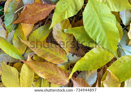 Autumn leaves background green yellow red day
