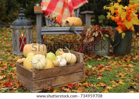Autumn harvest, pumpkins in old wooden box on colorful leaves in garden, real photo, daylight