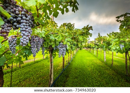 
grape harvest
