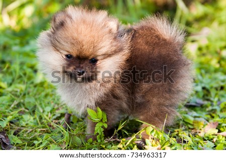 funny small pomeranian dog puppy is sitting on green grass background