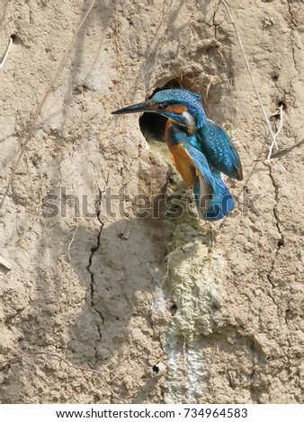 Close-up shot of the Kingfisher flying from the nest. Isolated bird in natural envirnment. Flying jewel. Common Kingfisher, Alcedo atthis, Royalty-Free Stock Photo #734964583