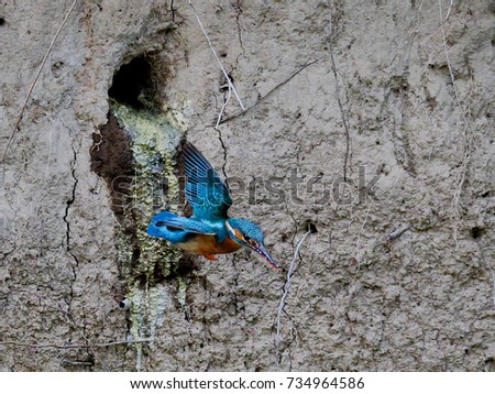 Close-up shot of the Kingfisher flying from the nest. Isolated bird in natural envirnment. Flying jewel. Common Kingfisher, Alcedo atthis, Royalty-Free Stock Photo #734964586
