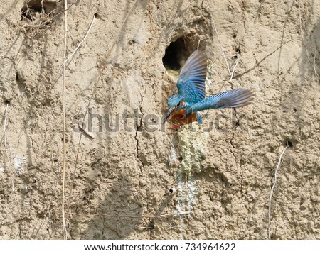 Close-up shot of the Kingfisher flying from the nest. Isolated bird in natural envirnment. Flying jewel. Common Kingfisher, Alcedo atthis, Royalty-Free Stock Photo #734964622