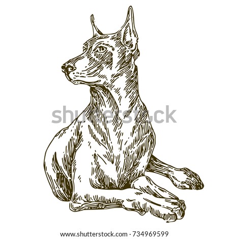 Dog. Doberman. Sketch. Vector illustration.