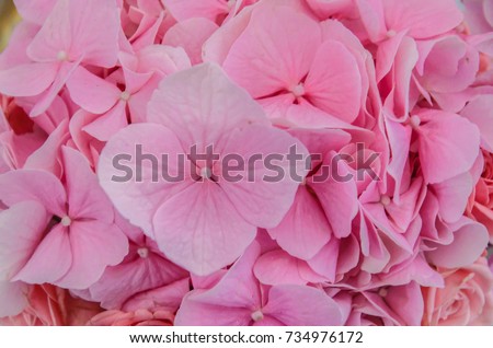 Delicate pink background of hydrangea flowers close-up. Background for a delicate greeting card