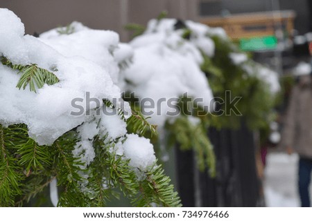 Snowy pine branch in Boston