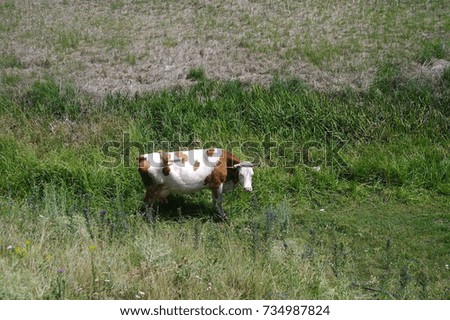 Cow. A beautiful summer rural landscape. A sunny day.