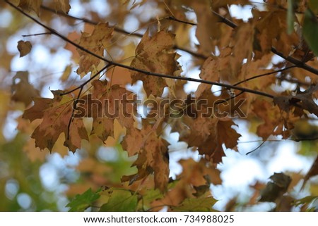 Fall Leaves still on the Tree