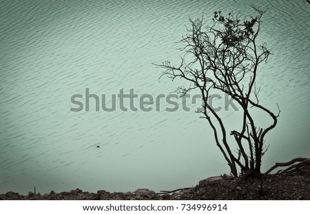 Tree silhouette at the edge of volcanic crater lake in Kawah Putih, Bandung Indnesia editted with vignetting effect
