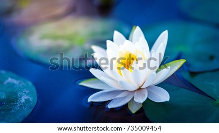 White lotus with yellow pollen on surface of pond Royalty-Free Stock Photo #735009454