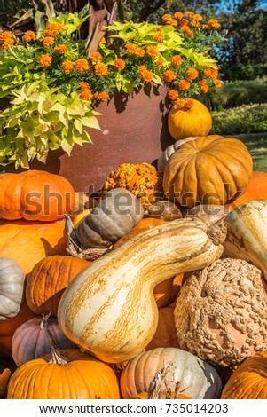 Close up view of a large gourd and several pumpkins next to a planter with orange mums and sweet potato vine