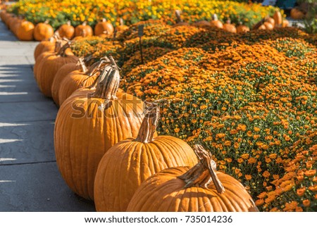 Rows of large pumpkins in the morning sunlight next to clusters of orange and yellow mums