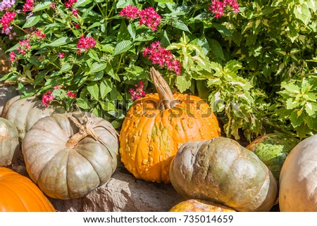 Pumpkin and large white gourds on a rock in the morning sunshine with pink pentas and green coleus in the background