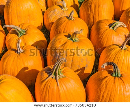pumpkins ready for Halloween 
