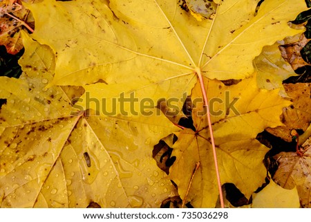 Yellow fallen maple leaves closeup