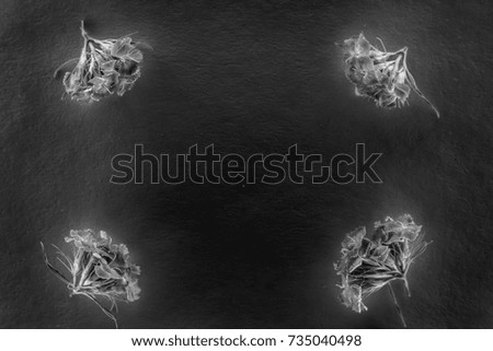 Composition of flowers in neon light