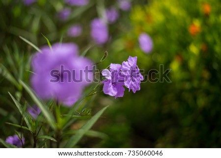 Purple Wild Petunia flowers in a garden