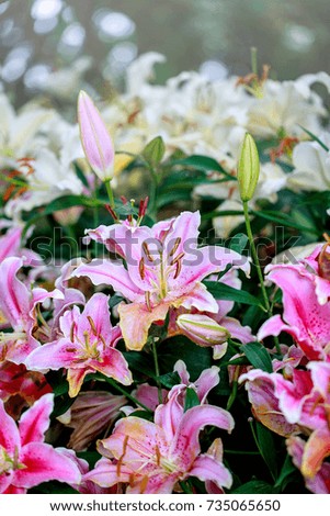 Pink lilies on nature background
