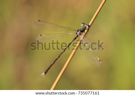 a macro of a huge very beautiful dragonfly. a detailed snapshot of a flying insect. an incredibly beautiful snapshot of an insect in the sun. positive summer picture