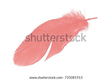 Beautiful coral pink feather isolated on white background