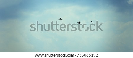 A flock of cranes flies to the south against the blue sky. migratory birds in flight. incredibly beautiful autumn picture. birds fly home in the spring.