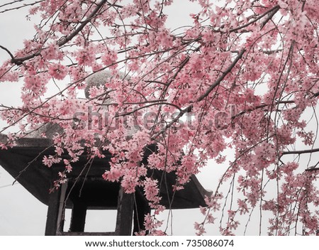 Beautiful Sakura Flowers in Japan, Selective Focus
