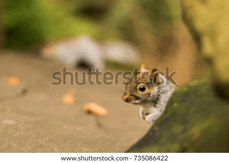 Curious grey squirrel
