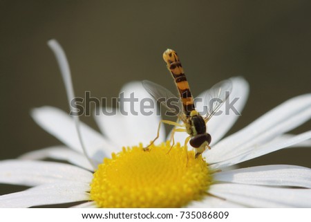macro of a bright bee pollinating a daisy flower. a detailed snapshot of a flying insect. an incredibly beautiful snapshot of pollination. positive summer picture